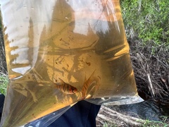 Desmopuntius hexazona