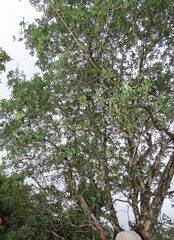 Craibia zimmermannii