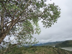 Craibia zimmermannii