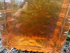 Desmopuntius hexazona