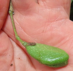 Craibia zimmermannii