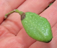 Craibia zimmermannii