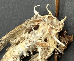 Akanthomyces aculeatus