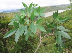 Craibia zimmermannii