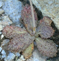 Atrichoseris platyphylla