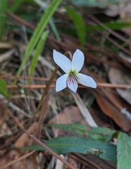 Viola lanceolata