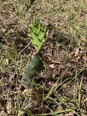 Opuntia austrina