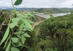 Craibia zimmermannii