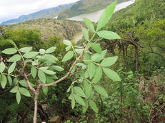 Craibia zimmermannii