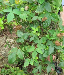Dalechampia capensis