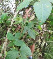 Dalechampia capensis