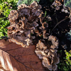 Fungi