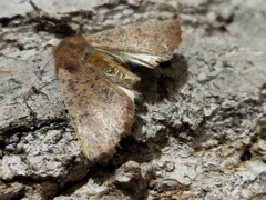 Dasycorsa modesta