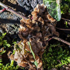 Fungi