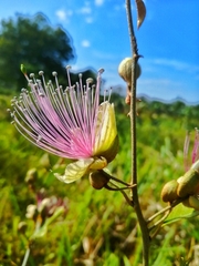 Capparis zeylanica