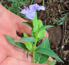 Barleria galpinii