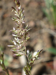Poa compressa
