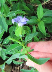 Barleria galpinii