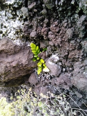 Asplenium marinum
