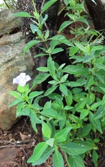 Barleria galpinii