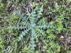 Cirsium texanum
