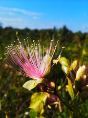 Capparis zeylanica