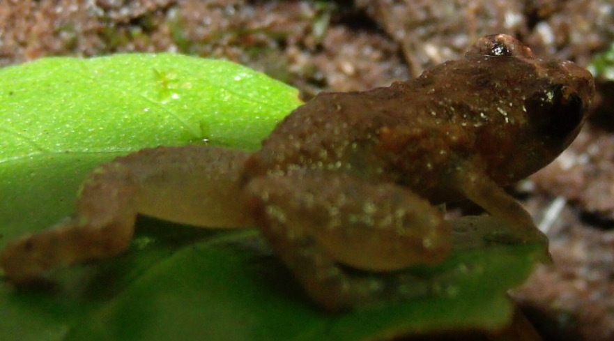 Agua Buena Dink Frog