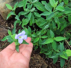 Barleria galpinii