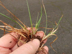 Carex floridana