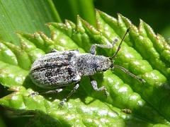 Phyllobius pyri