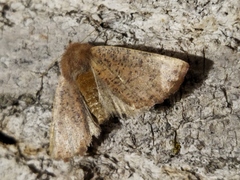 Dasycorsa modesta