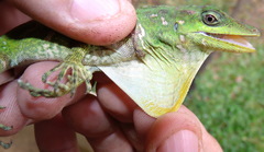 Anolis kunayalae