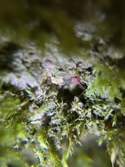 Linopenthaleus irki