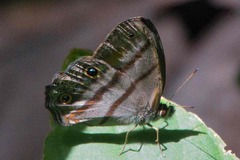 Cissia