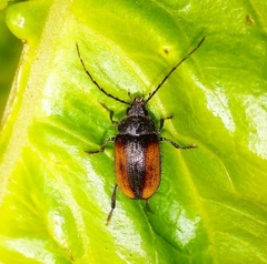 Artematopodidae
