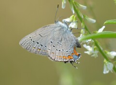 Satyrium acadica