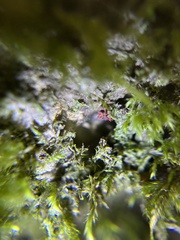 Linopenthaleus irki