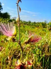 Capparis zeylanica