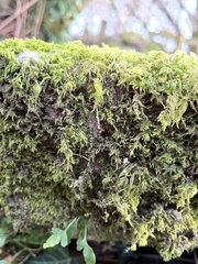 Linopenthaleus irki