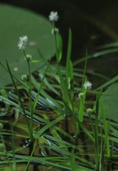 Sparganium emersum