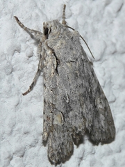 Lithophane ornitopus