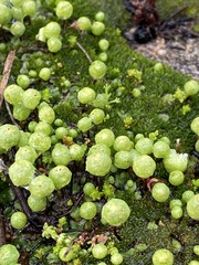 Asterella palmeri