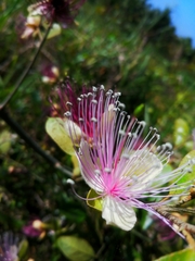Capparis zeylanica