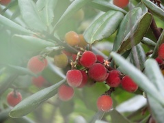 Euclea natalensis magutensis