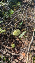 Asimina reticulata