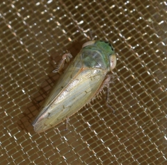 Euscelis variegatus