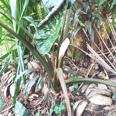 Xanthosoma violaceum