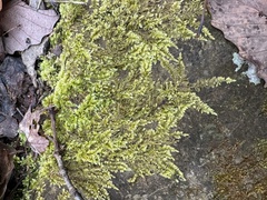 Ctenidium molluscum