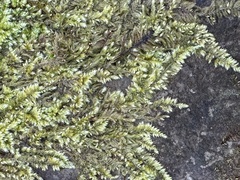 Ctenidium molluscum