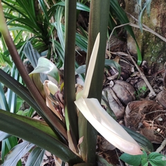 Xanthosoma violaceum